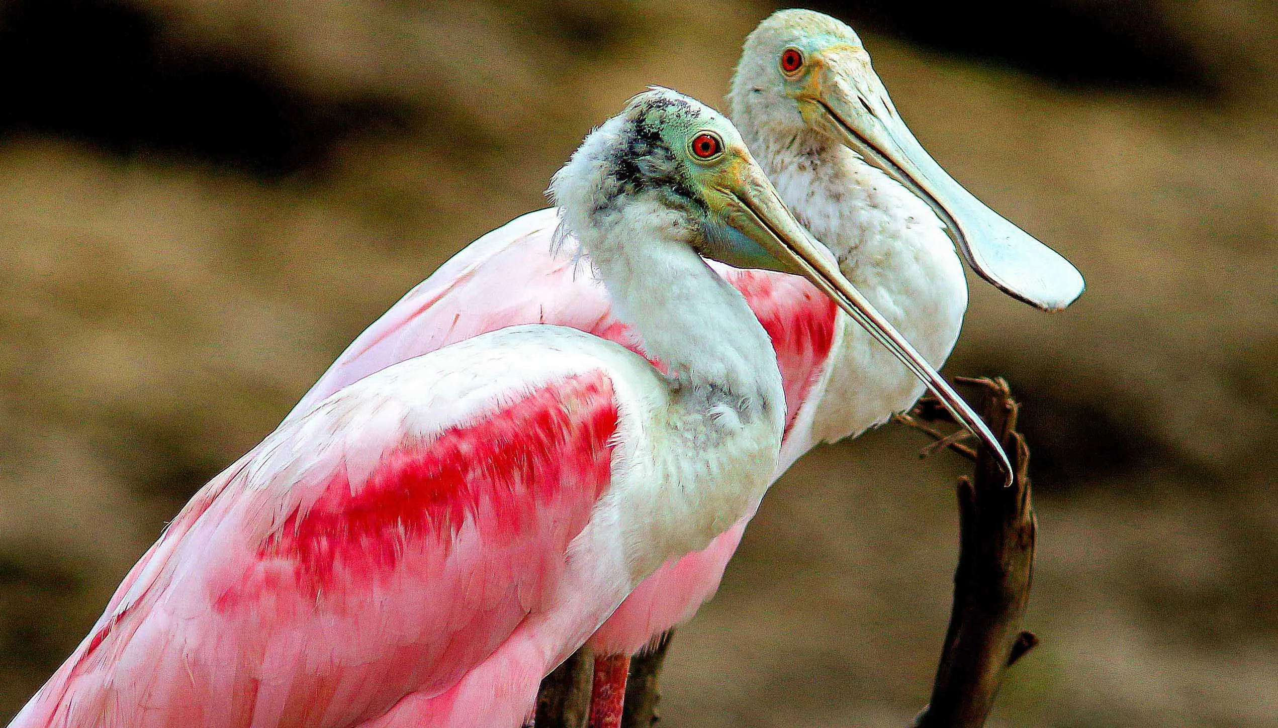 Iquitos amazon jungle – 4D/3N