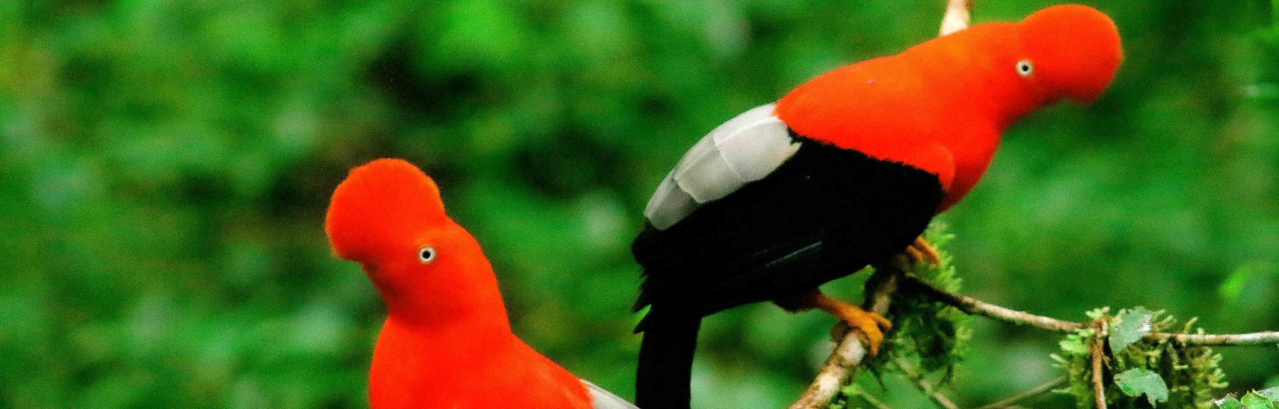Puerto Maldonado – Tambopata – 6D/5N