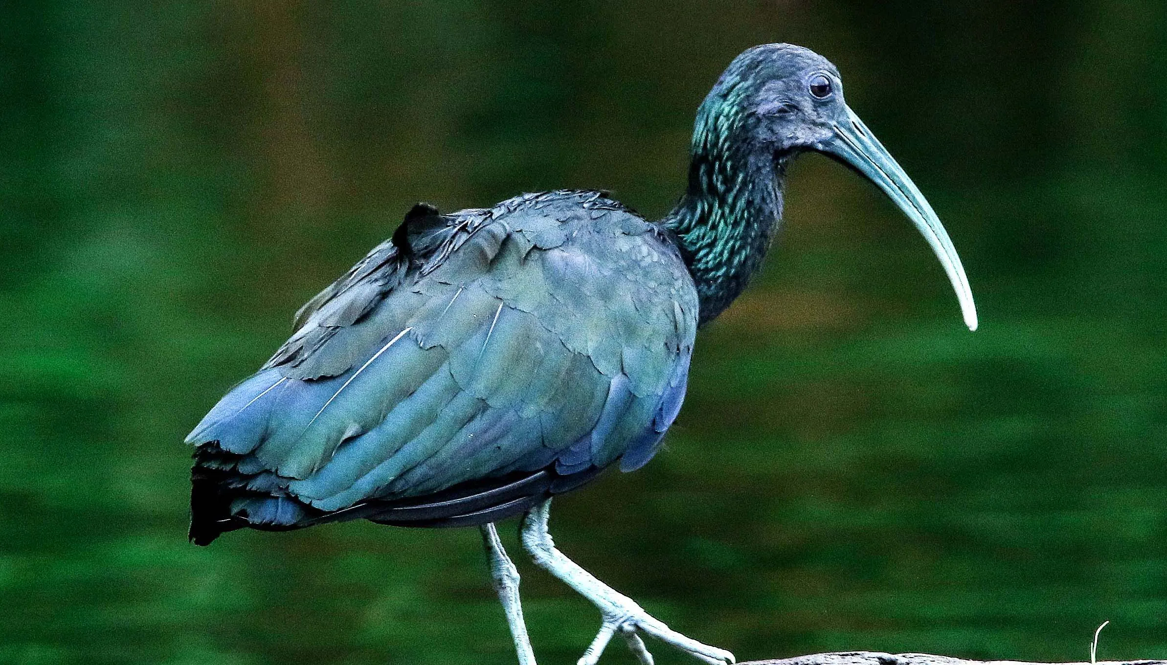Manu Jungle Tour – 5D/4N