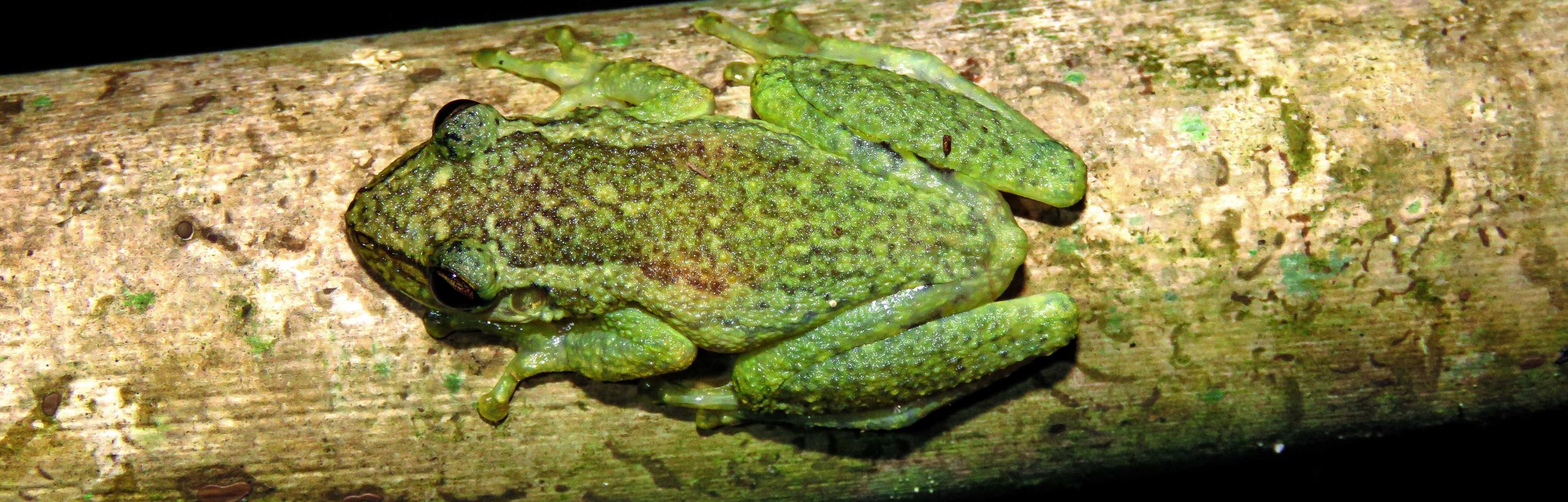 Puerto Maldonado – Tambopata – 5D/4N